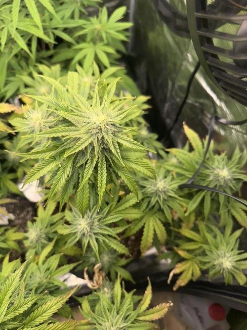 Gorilla Zkittles x Heisenberg. Week 8