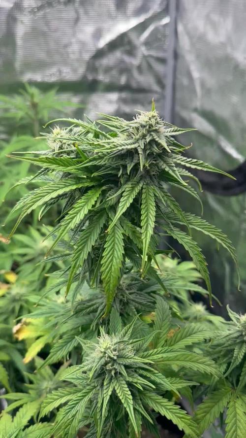 🍋🍒🍪 X 🍏