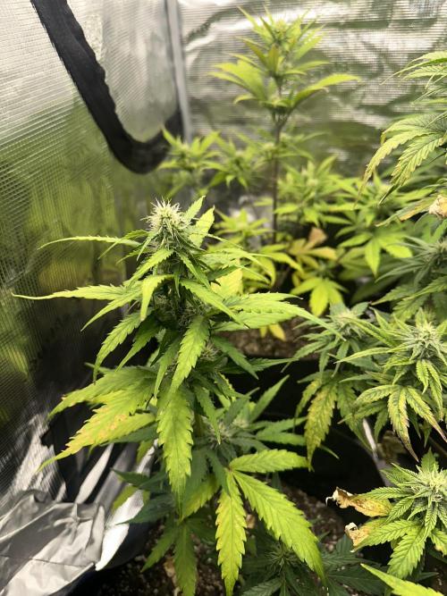 🍋🍒🍪 X 🍏. Week 5