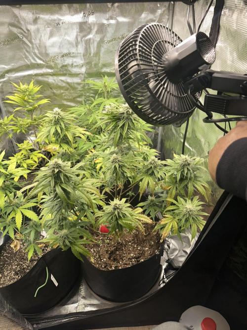 🍋🍒🍪 X 🍏. Week 5