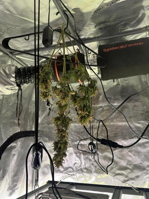 Gorilla Zkittles x Heisenberg. Week 9