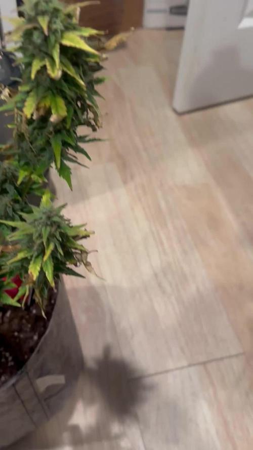 Gorilla Zkittles x Heisenberg