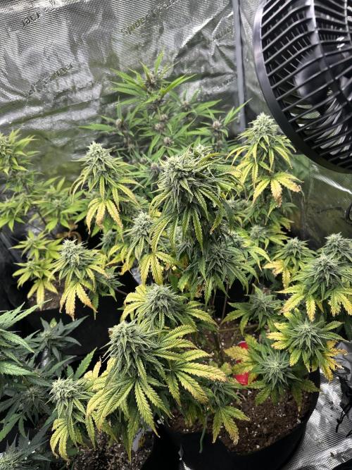 Gorilla Zkittles x Heisenberg. Week 9