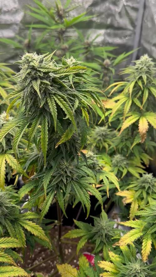 Gorilla Zkittles x Heisenberg