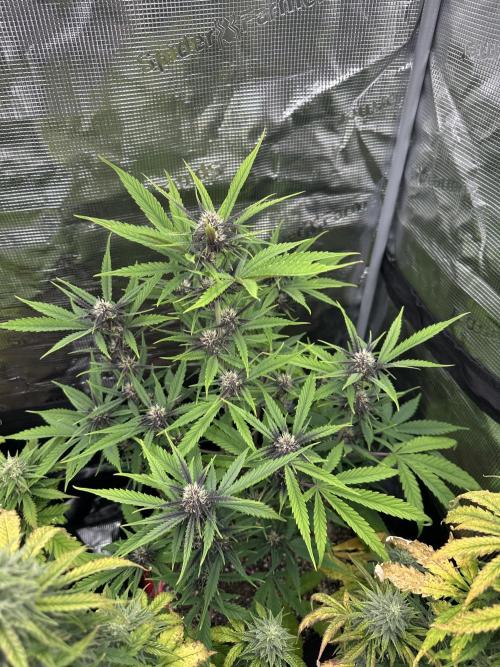 🍋🍒🍪 X 🍏. Week 6