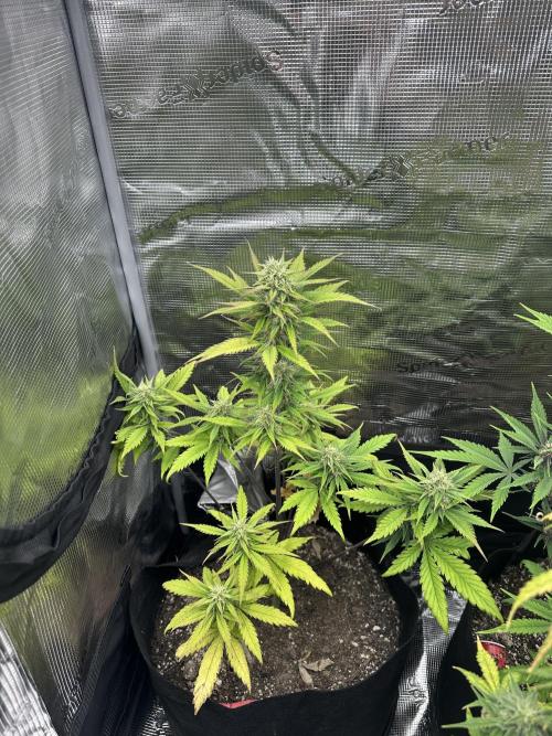 🍋🍒🍪 X 🍏. Week 6