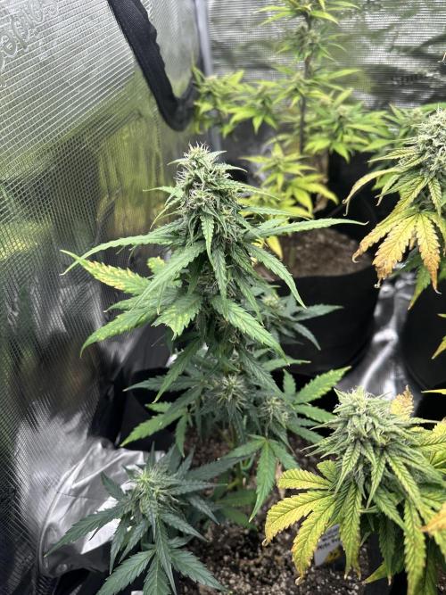 🍋🍒🍪 X 🍏. Week 6