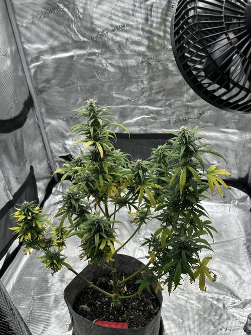 Gorilla Zkittles x Heisenberg. Week 10