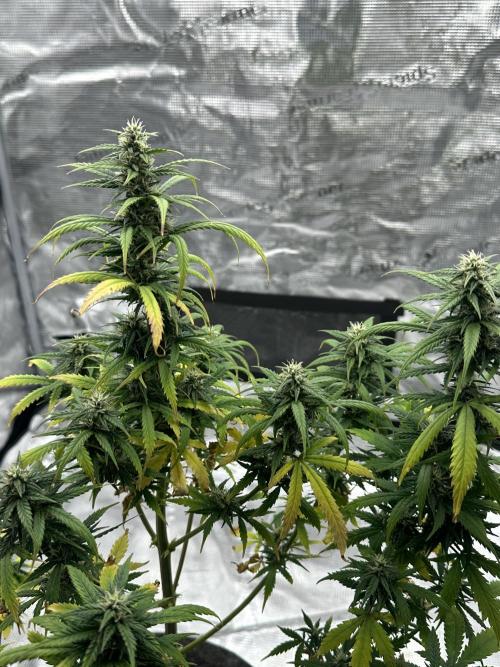 Gorilla Zkittles x Heisenberg. Week 10