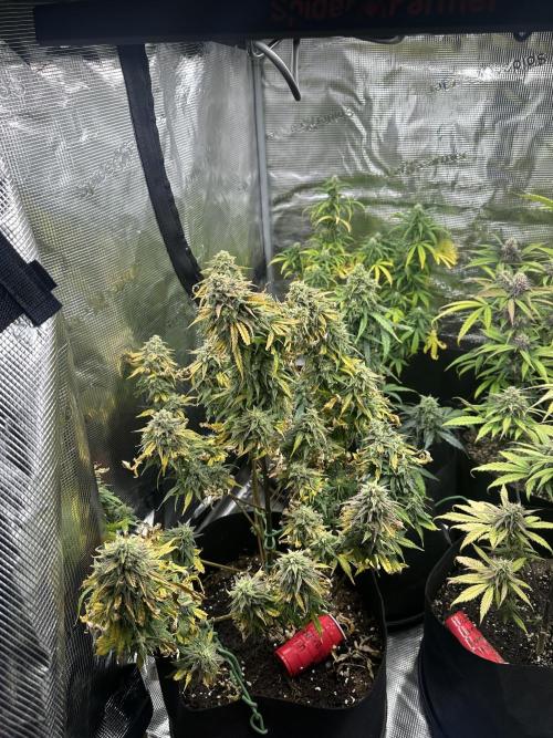 Gorilla Zkittles x Heisenberg. Week 10