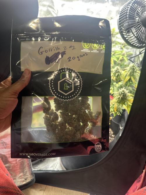 Gorilla Zkittles x Heisenberg. Week 9