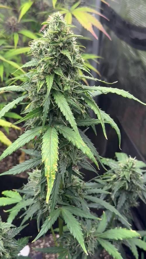 🍋🍒🍪 X 🍏