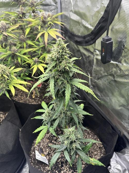 🍋🍒🍪 X 🍏. Week 7