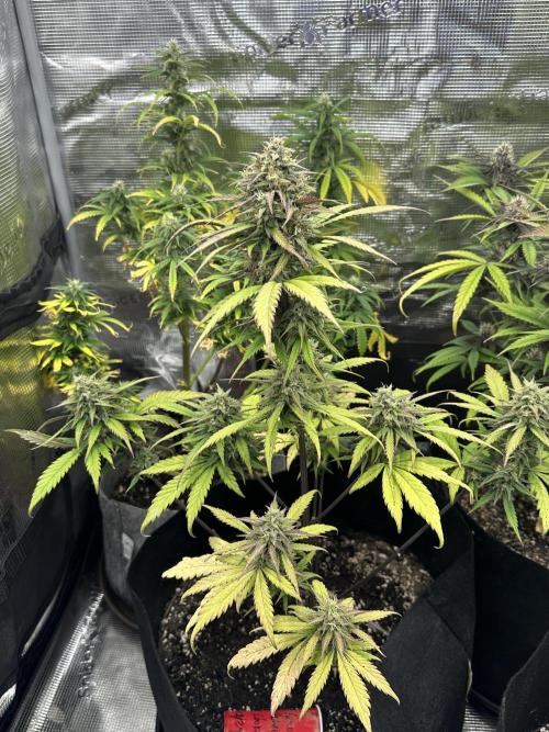 🍋🍒🍪 X 🍏. Week 7