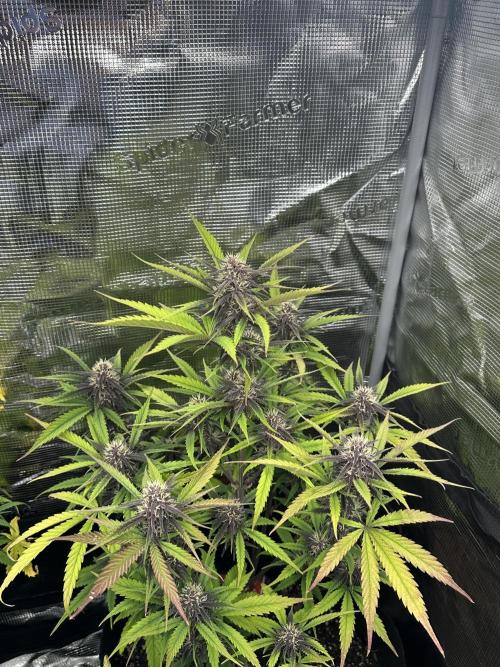 🍋🍒🍪 X 🍏. Week 7
