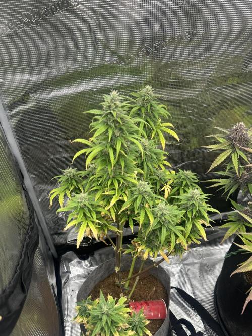 Gorilla Zkittles x Heisenberg. Week 11