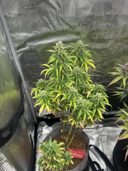 Gorilla Zkittles x Heisenberg. Week 11