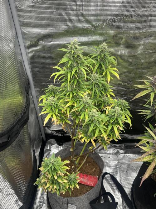 Gorilla Zkittles x Heisenberg. Week 11