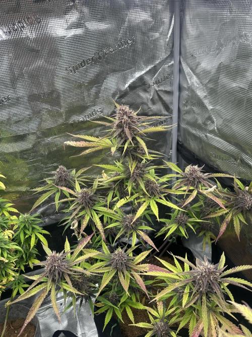 🍋🍒🍪 X 🍏. Week 8
