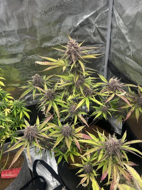🍋🍒🍪 X 🍏. Week 8