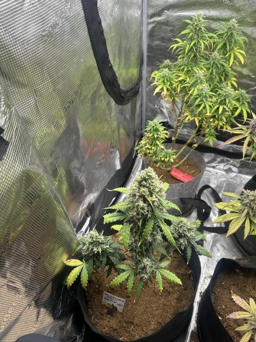 🍋🍒🍪 X 🍏. Week 8