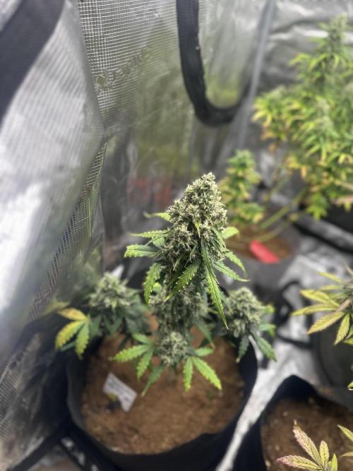 🍋🍒🍪 X 🍏. Week 8