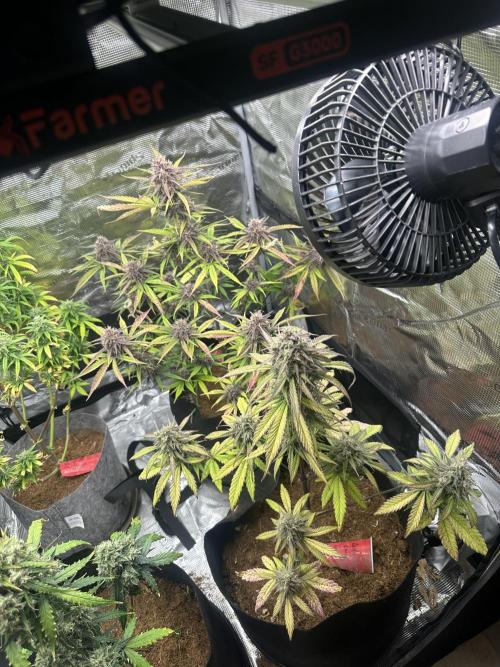 🍋🍒🍪 X 🍏. Week 8