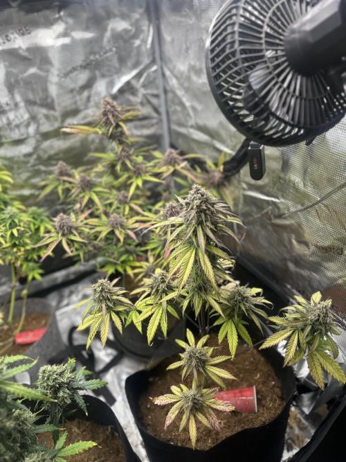 🍋🍒🍪 X 🍏. Week 8