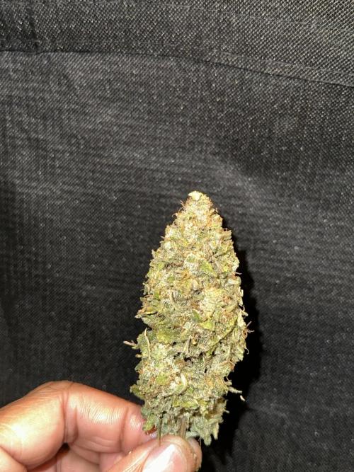 Gorilla Zkittles x Heisenberg. Week 12