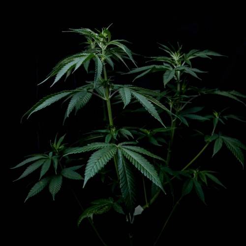 Candy Rain. Week 7
