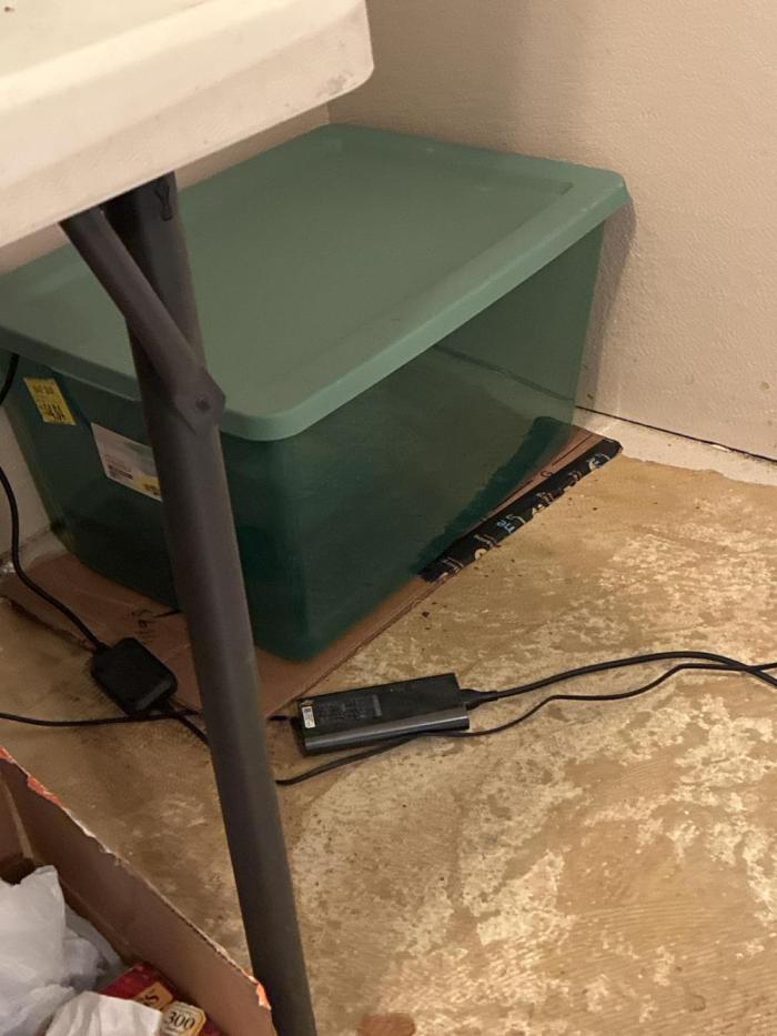 Gorilla Cookies #1. Week 0 - Going to propagate in soil for 2 weeks.