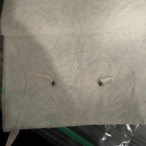 First Grow: Strawberry Beignet Photo. Week 0