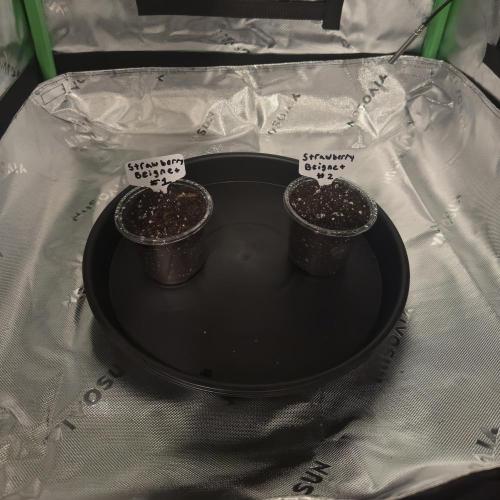 First Grow: Strawberry Beignet Photo. Week 0