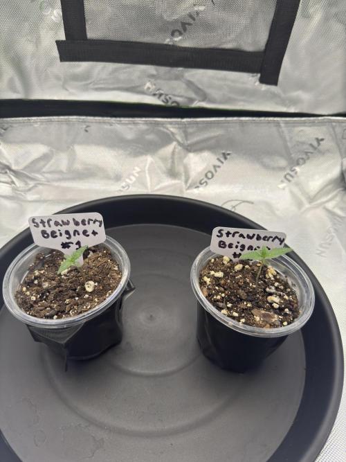 First Grow: Strawberry Beignet Photo. Week 2