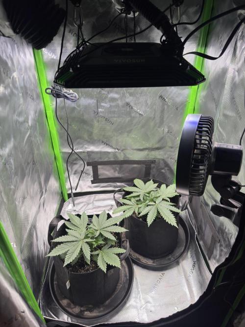 First Grow: Strawberry Beignet Photo. Week 4