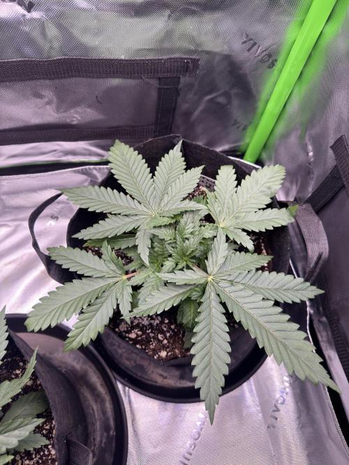First Grow: Strawberry Beignet Photo. Week 4