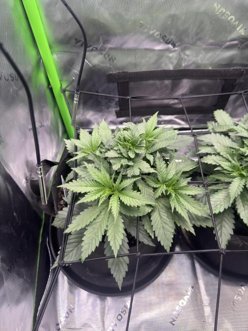 First Grow: Strawberry Beignet Photo. Week 7 - Week 5