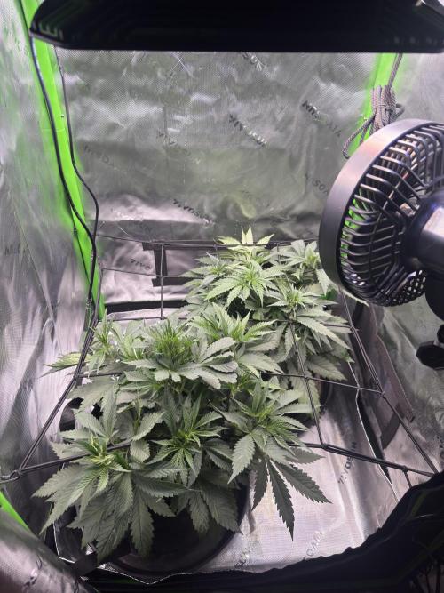 First Grow: Strawberry Beignet Photo. Week 7 - Week 6