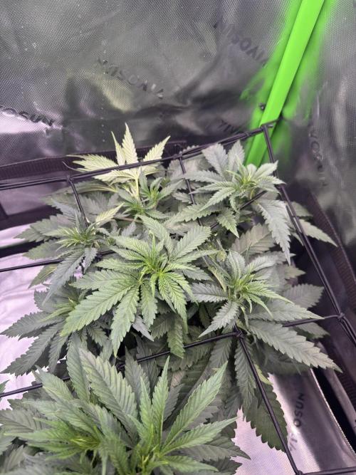 First Grow: Strawberry Beignet Photo. Week 7 - Week 6