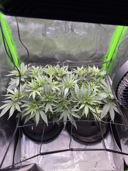 First Grow: Strawberry Beignet Photo. Week 7 - Week 7