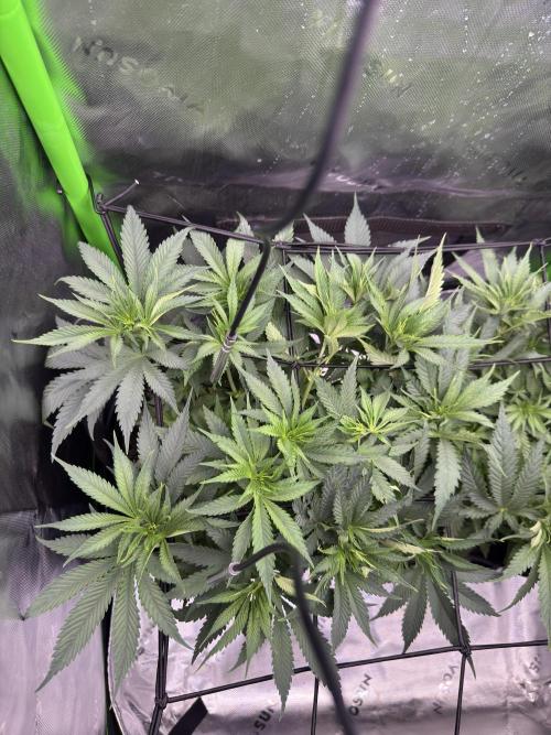 First Grow: Strawberry Beignet Photo. Week 7 -  Week 7