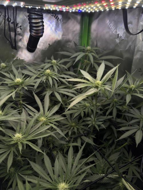 First Grow: Strawberry Beignet Photo. Week 10
