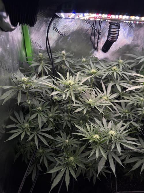 First Grow: Strawberry Beignet Photo. Week 10