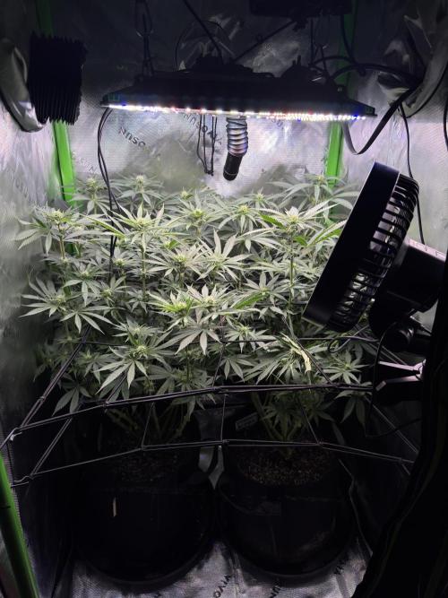 First Grow: Strawberry Beignet Photo. Week 10