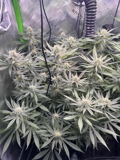 First Grow: Strawberry Beignet Photo. Week 12
