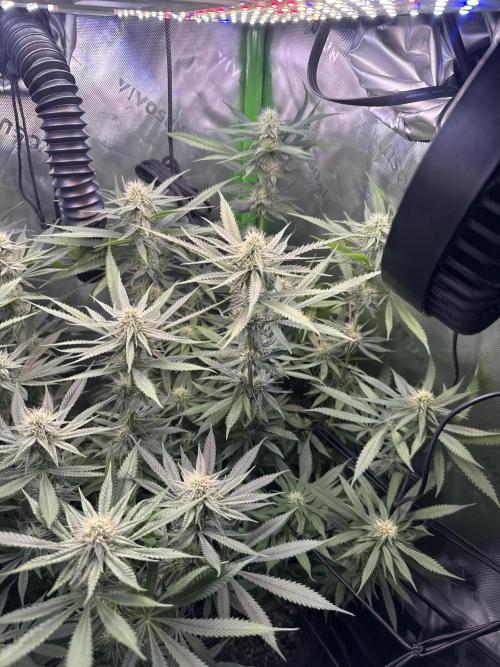 First Grow: Strawberry Beignet Photo. Week 12