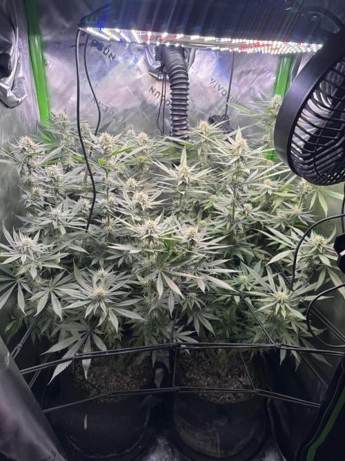 First Grow: Strawberry Beignet Photo. Week 12