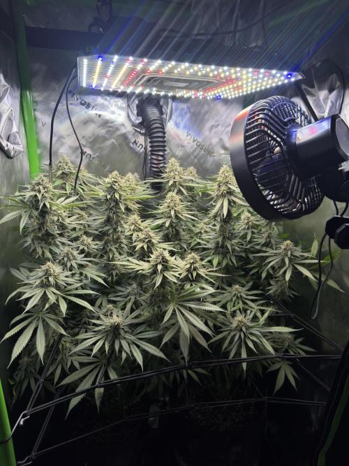 First Grow: Strawberry Beignet Photo. Week 13