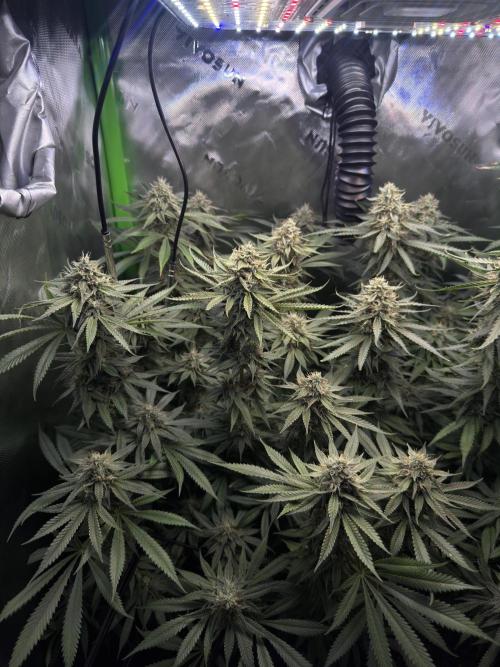 First Grow: Strawberry Beignet Photo. Week 13