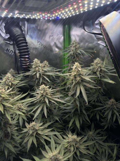 First Grow: Strawberry Beignet Photo. Week 13